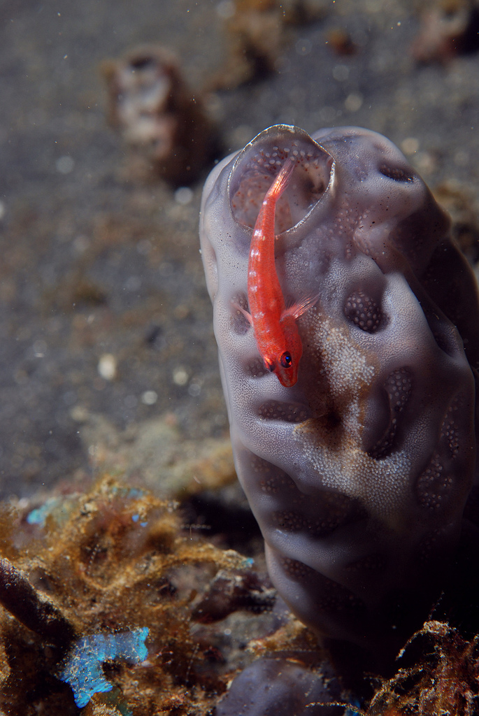 Pleurosicya mossambica (Ghiozzo del Mozambico)